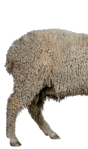 Half Sheep